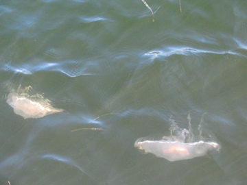 A view from Janet's boat, The Lion's Paw